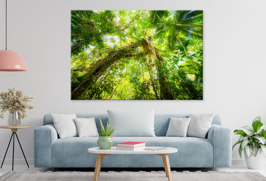 Daintree Rainforest Queensland Scenic View Wall Art Decor 100% Australian Made