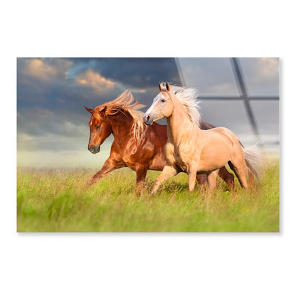 Horses Running in A Field with A Cloudy Sky Acrylic Glass Print Tempered Glass Wall Art 100% Made in Australia Ready to Hang