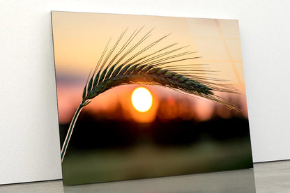 Barley Ear On a Background of a Disk of The Setting Sun Acrylic Glass Print Tempered Glass Wall Art 100% Made in Australia Ready to Hang - Bella Home Decor