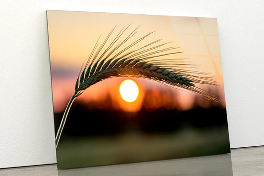 Barley Ear On a Background of a Disk of The Setting Sun Acrylic Glass Print Tempered Glass Wall Art 100% Made in Australia Ready to Hang - Bella Home Decor