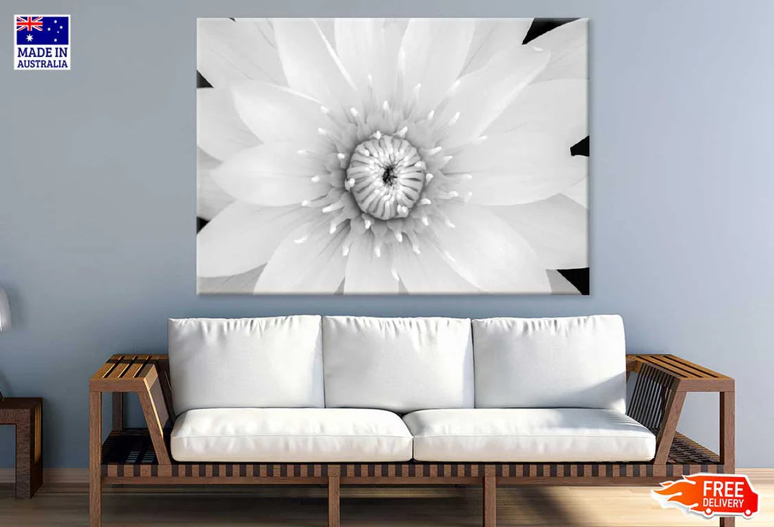 Water lily B&W View Photograph 90x60cm Print 100% Australian Made