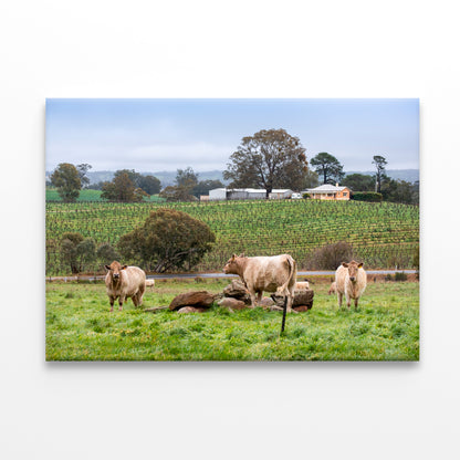 Cows and Vineyards Barossa Valley South Australia Wall Art Decor 100% Australian Made