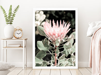 Protea Flower & Plant Closeup Photograph Glass Framed Wall Art, Ready to Hang Quality Print Without White Border White