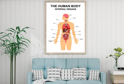 Internal Organs of Human Body Home Decor Premium Quality Poster Print Choose Your Sizes