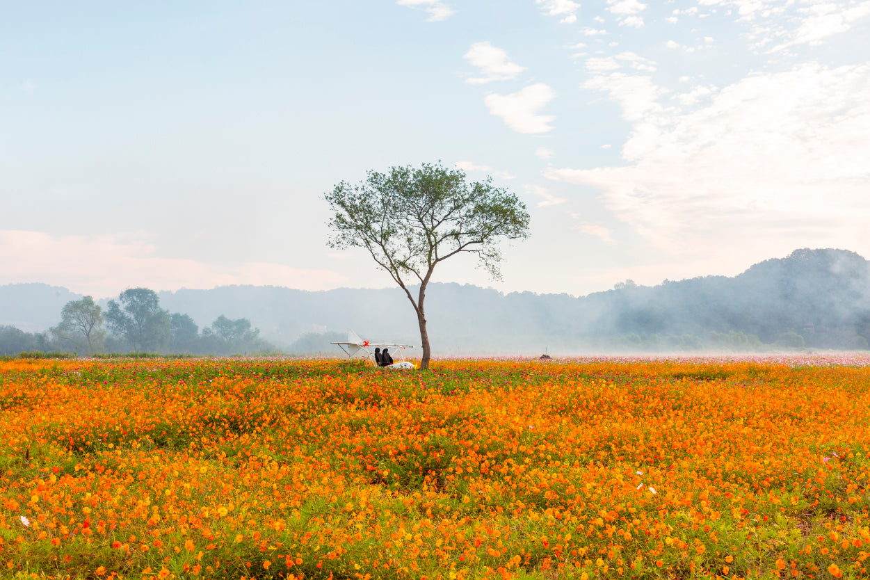 Misty Field Tree Orange Flowers South Korea Wall Art Decor 100% Australian Made