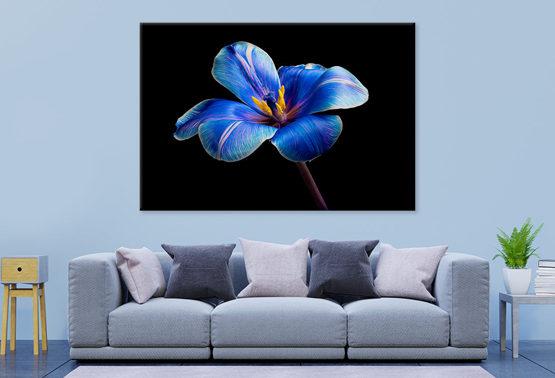 Multicolor Tulip on BlackWall Art Decor 100% Australian Made - Bella Home Decor