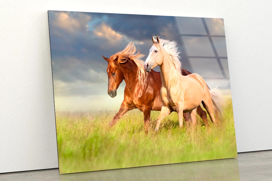 Horses Running in A Field with A Cloudy Sky Acrylic Glass Print Tempered Glass Wall Art 100% Made in Australia Ready to Hang