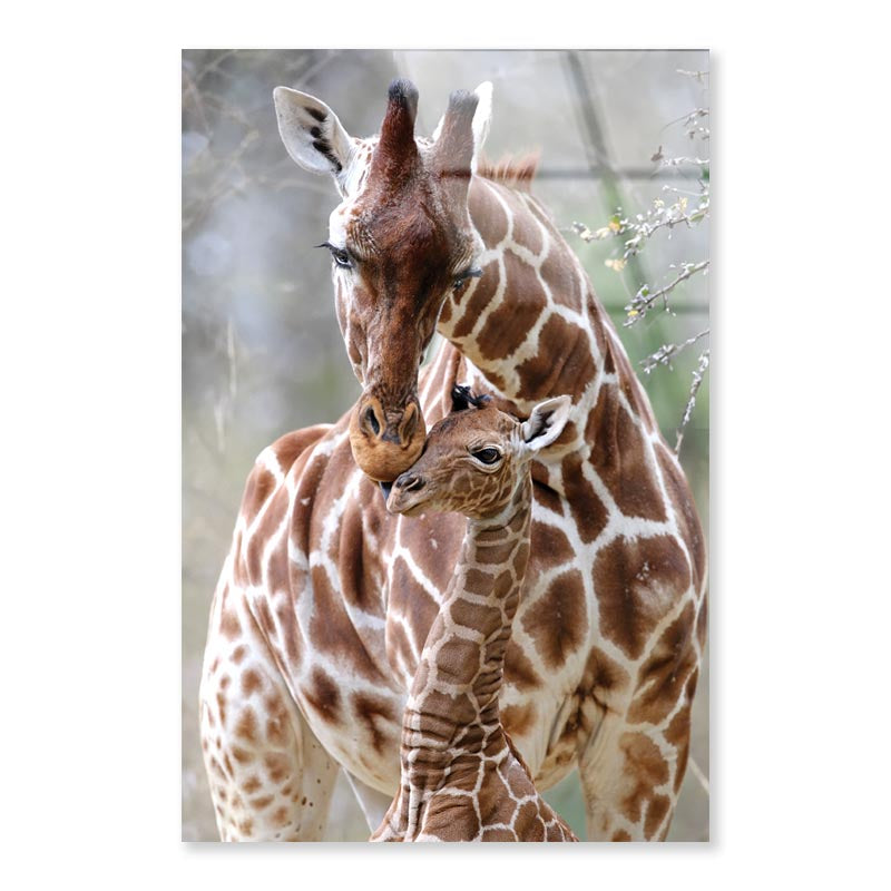 Closeup Of Cute Reticulated Giraffe Baby with Parent Portrait Photograph Acrylic Glass Print Tempered Glass Wall Art 100% Made in Australia Ready to Hang