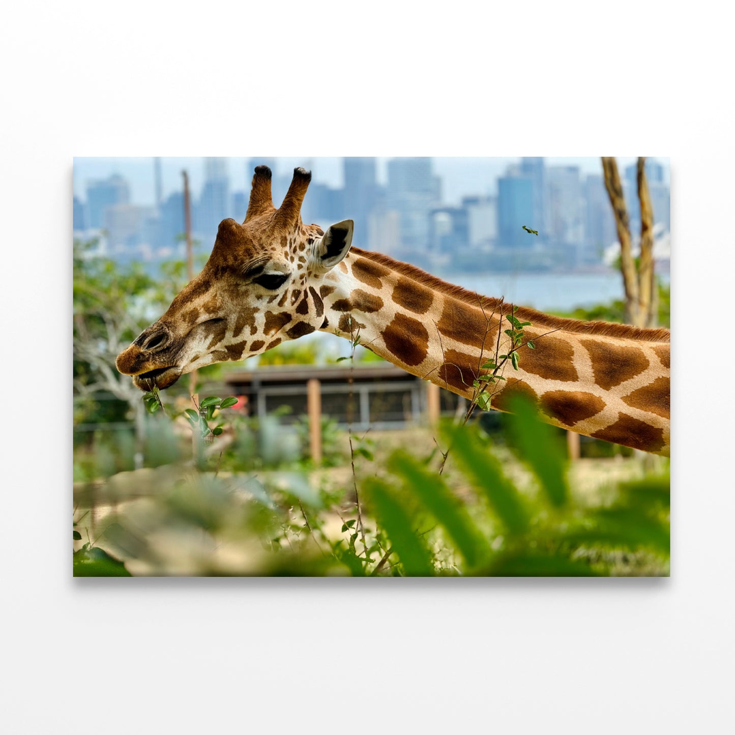 Giraffe at Taronga Zoo Sydney Wall Art Decor 100% Australian Made