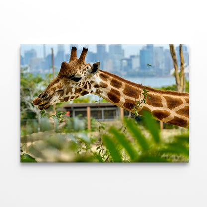 Giraffe at Taronga Zoo Sydney Wall Art Decor 100% Australian Made