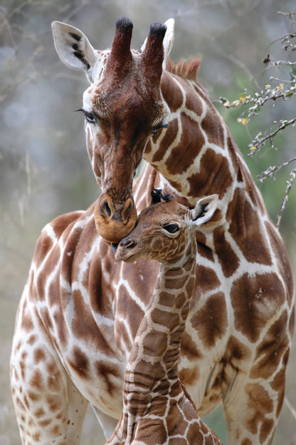 Closeup Of Cute Reticulated Giraffe Baby with Parent Portrait Photograph Acrylic Glass Print Tempered Glass Wall Art 100% Made in Australia Ready to Hang