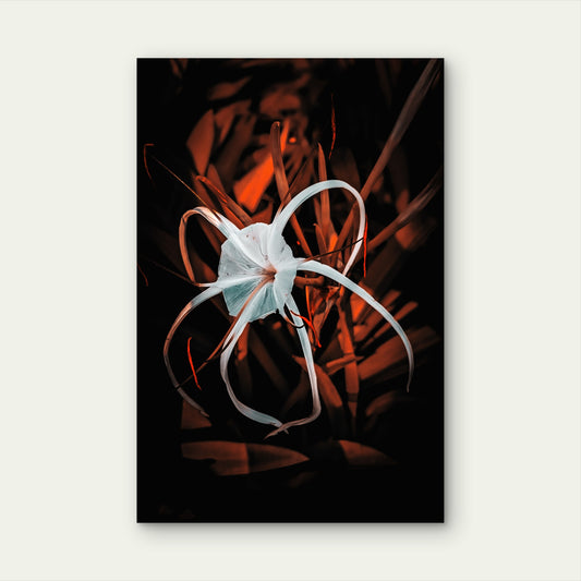 White Spider Lily Dark Nature 60x90cm Metal Print Ready to Hang