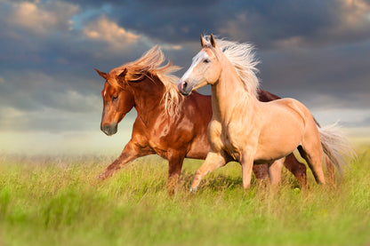 Horses Running in A Field with A Cloudy Sky Wall Art Decor 100% Australian Made - Bella Home Decor