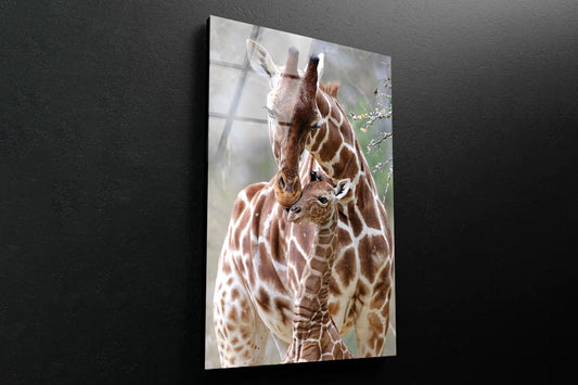 Closeup Of Cute Reticulated Giraffe Baby with Parent Portrait Photograph Acrylic Glass Print Tempered Glass Wall Art 100% Made in Australia Ready to Hang