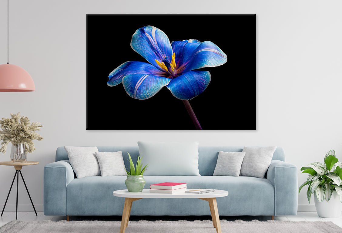 Multicolor Tulip on BlackWall Art Decor 100% Australian Made - Bella Home Decor
