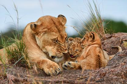 Lioness and Cubs Resting on Rocks Wall Art Decor 100% Australian Made
