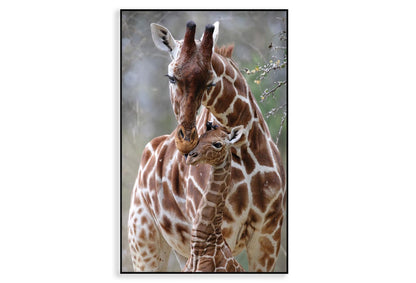 Closeup Of Cute Reticulated Giraffe Baby with Parent Home Decor Premium Quality Poster Print Choose Your Sizes