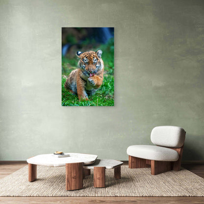 Cute Tiger Cub Licking Paw Wildlife 60x90cm Metal Print Ready to Hang