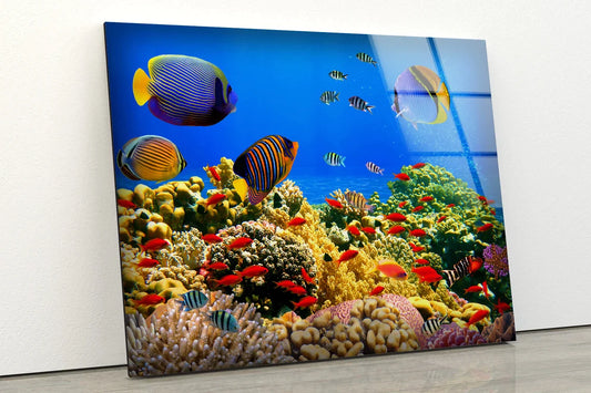 Underwater Fish Scenery UV Direct Aluminum Print Australian Made Quality