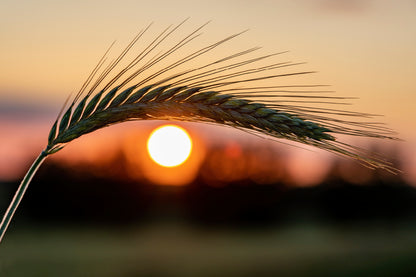 Barley Ear On a Background of a Disk of The Setting Sun Acrylic Glass Print Tempered Glass Wall Art 100% Made in Australia Ready to Hang - Bella Home Decor