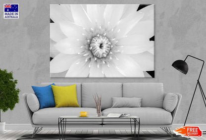 Water lily B&W View Photograph 90x60cm Print 100% Australian Made