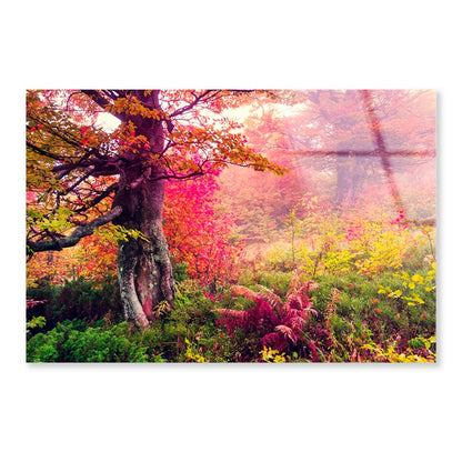 Majestic Landscape with Autumn Trees in Forest  Acrylic Glass Print Tempered Glass Wall Art 100% Made in Australia Ready to Hang