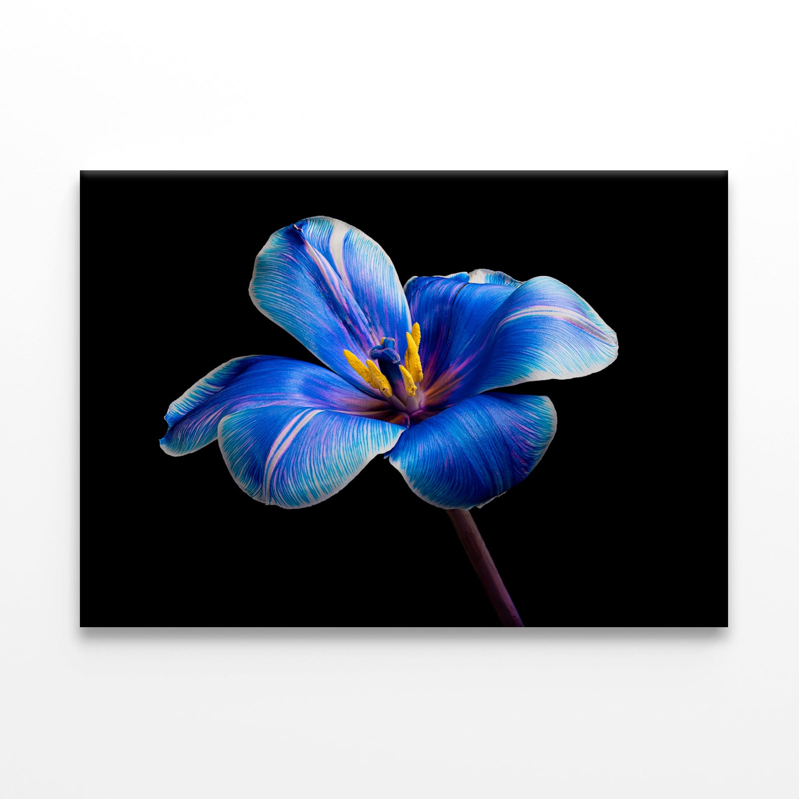 Multicolor Tulip on BlackWall Art Decor 100% Australian Made - Bella Home Decor