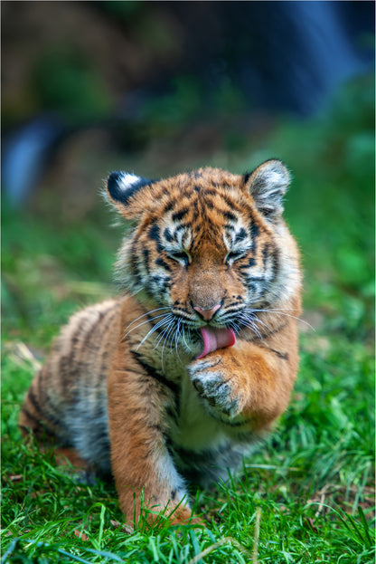 Cute Tiger Cub Licking Paw Wildlife 40x60cm Metal Print Ready to Hang