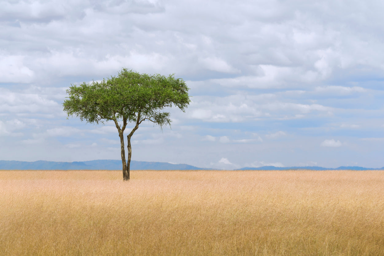 A Single Tree in an Open Field with a Blue Sky Home Decor Premium Quality Poster Print Choose Your Sizes - Bella Home Decor