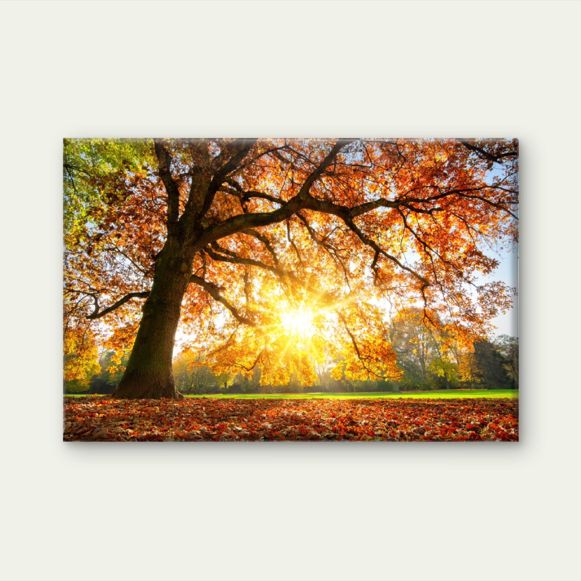 Autumn Tree with Sunshine Photograph Print 100% Australian Made - Bella Home Decor