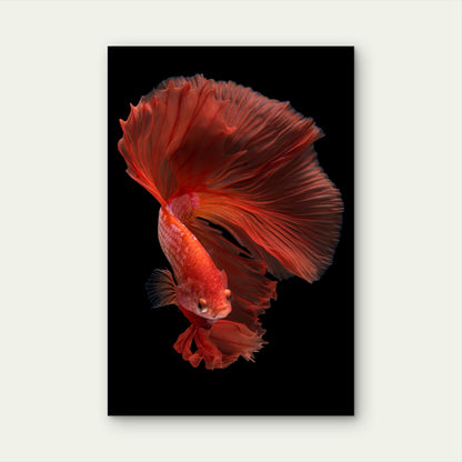Halfmoon Betta Fish 40x60cm Metal Print Ready to Hang