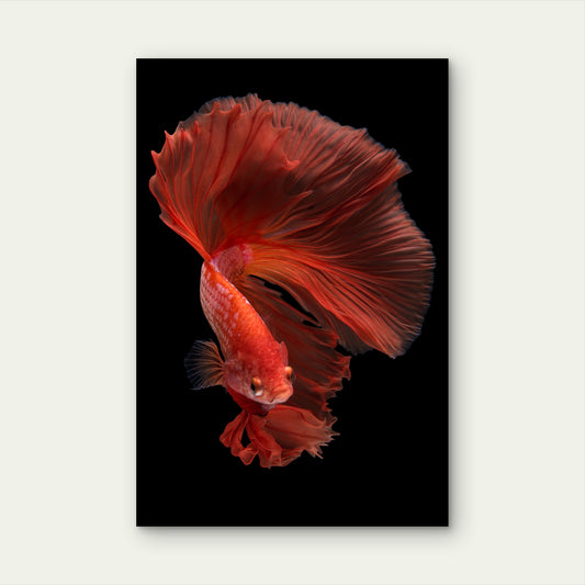 Halfmoon Betta Fish 60x90cm Metal Print Ready to Hang