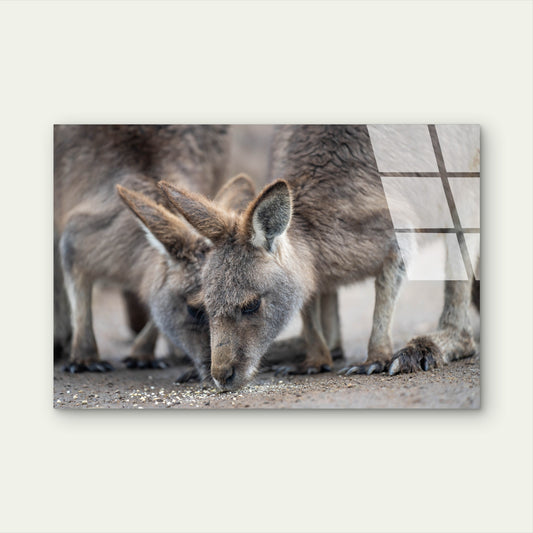Eastern Grey Kangaroo Wildlife Glass Printing Wall Art Australian Made Quality