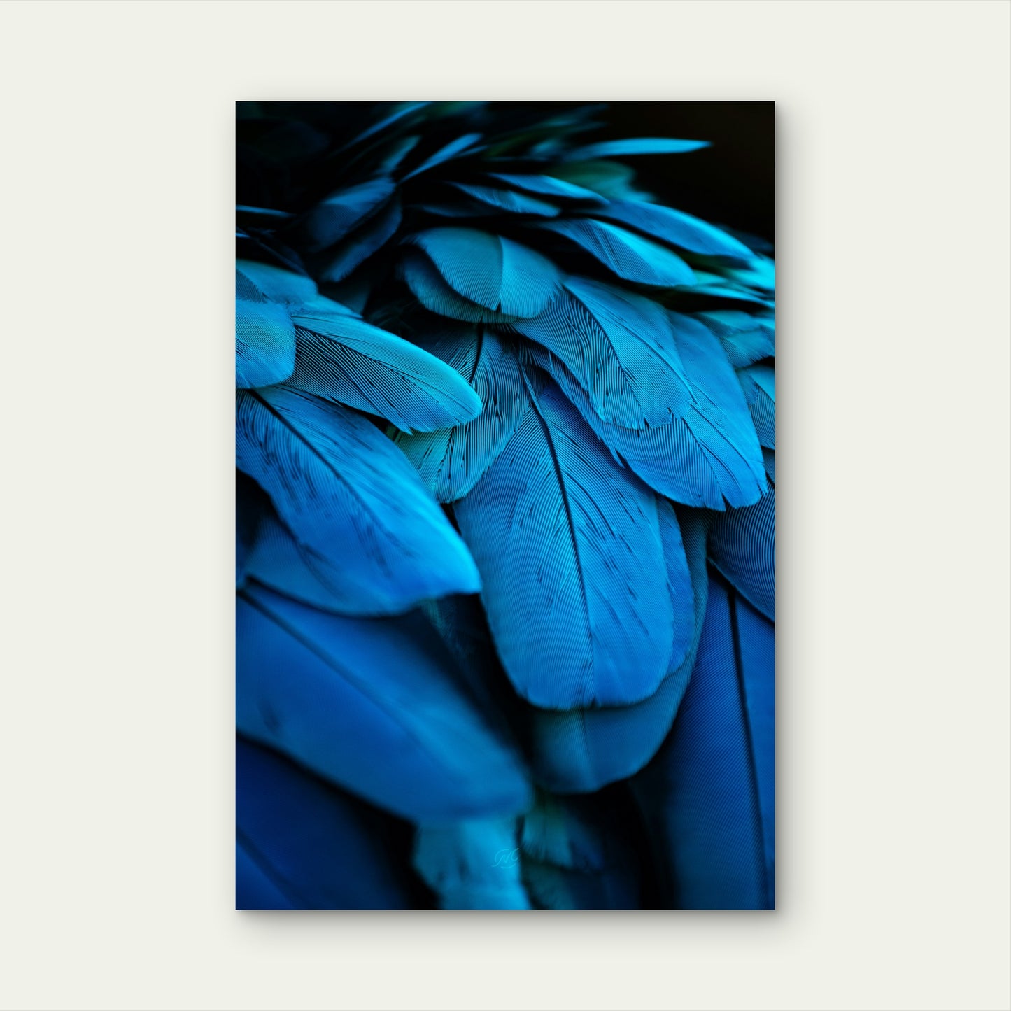 Vibrant Blue Feathers Of A Bird 60x90cm Metal Print Ready to Hang
