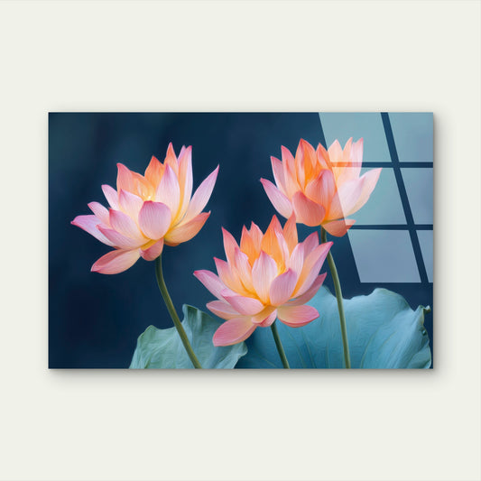 Pink Lotus Water Lily Blossom Acrylic Glass Printing Wall Art Australian Made Quality
