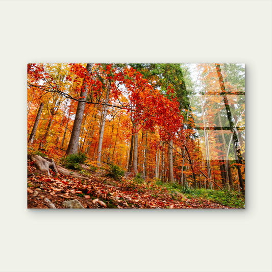 Autumn Forest Trees Orange Foliage Acrylic Glass Printing Wall Art Australian Made Quality
