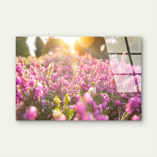 Pink Heather Field Sunrise Glass Printing Wall Art Australian Quality