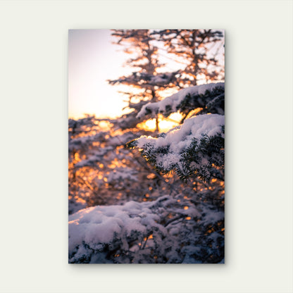 Winter Snow Pine Tree Branch Sunset Art 40x60cm Metal Print Ready to Hang