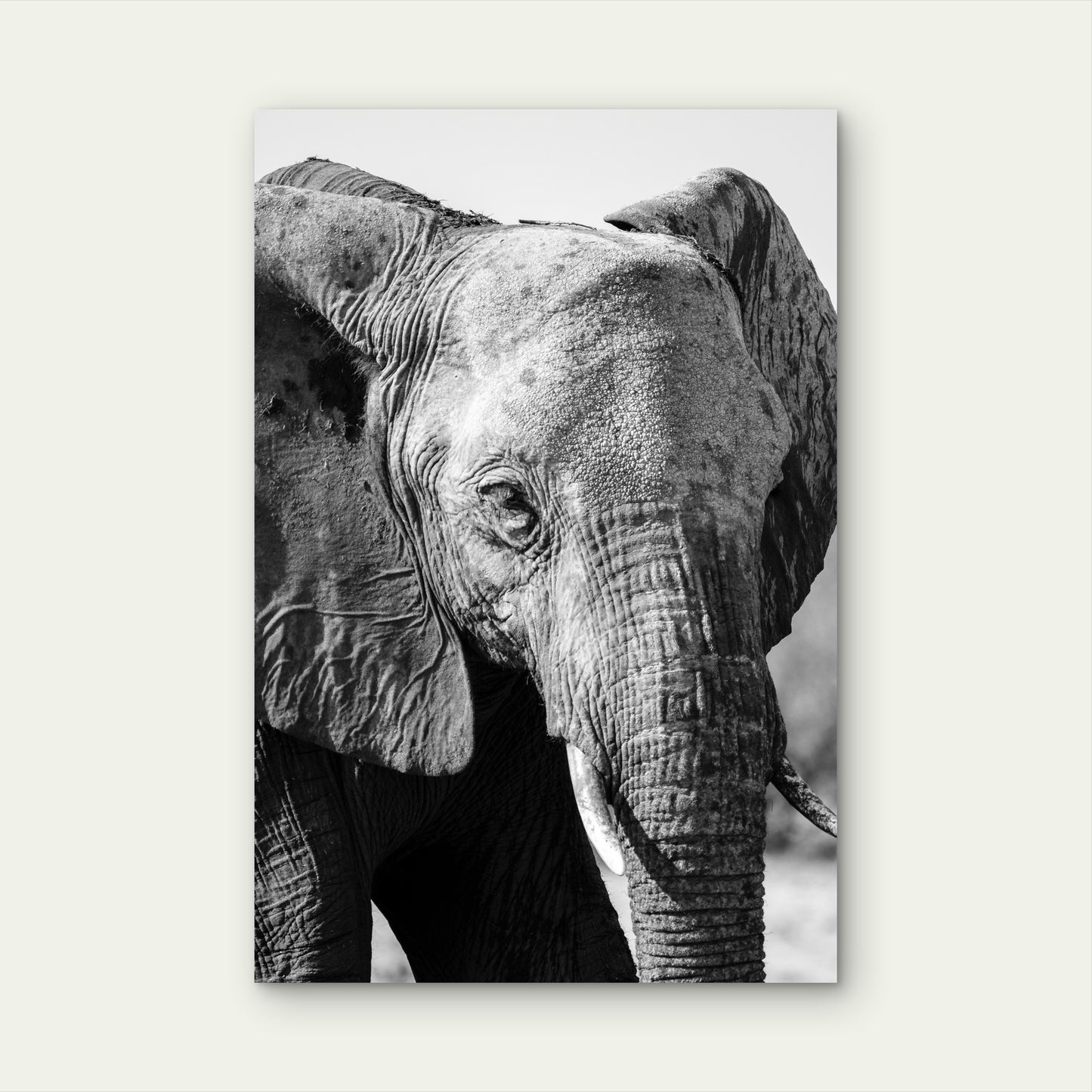 Close Up Elephant Illustration 40x60cm Metal Print Ready to Hang
