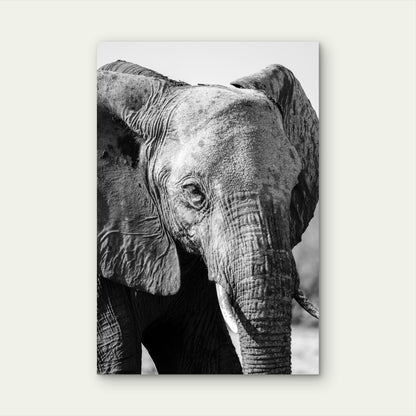 Close Up Elephant Illustration 40x60cm Metal Print Ready to Hang