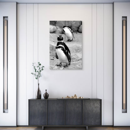 White And Black Penguin On Gray Sand Photo 40x60cm Metal Print Ready to Hang