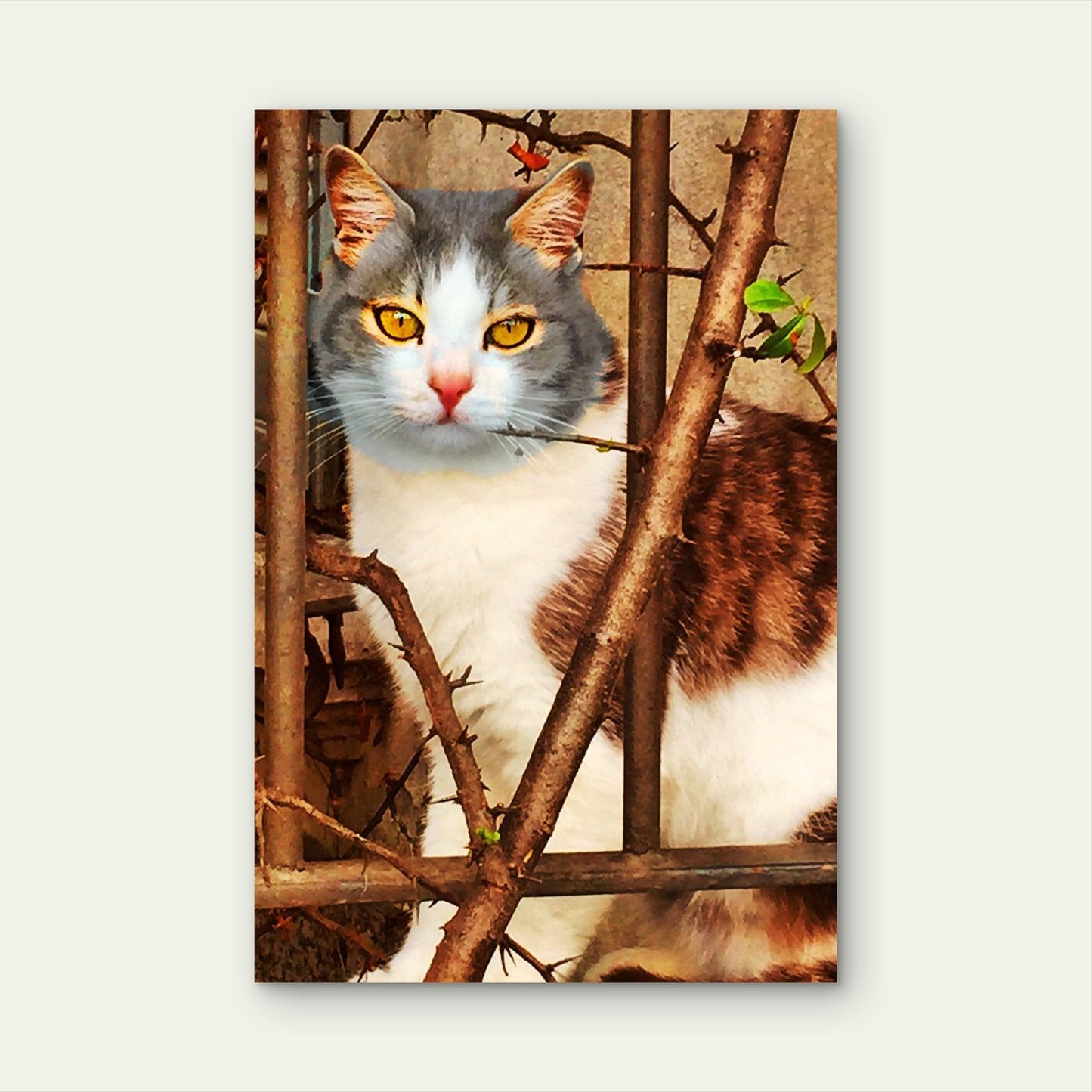 Close Up Cat Illustration 40x60cm Metal Print Ready to Hang