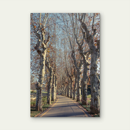 Autumn Plane Trees Avenue Sycamore Alley 40x60cm Metal Print Ready to Hang