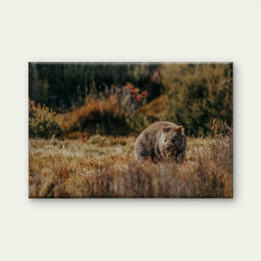 Common Wombat Foraging in the Alpine Heaths of Cradle Mountain Wall Art Decor 100% Australian Made