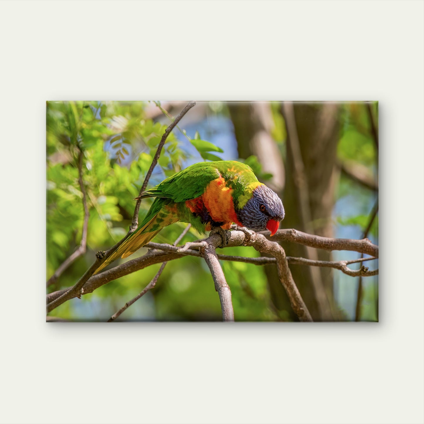 Vital Active Pollinator Rainbow Lorikeet Intact Forest Canopy Australia Wall Art Decor 100% Australian Made