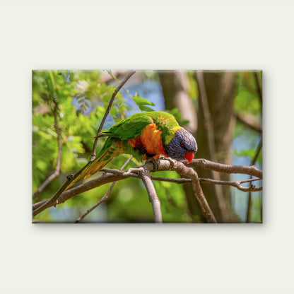 Vital Active Pollinator Rainbow Lorikeet Intact Forest Canopy Australia Wall Art Decor 100% Australian Made