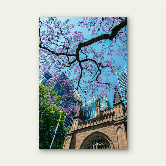 Jacaranda Sydney Cathedral Australia 40x60cm Metal Print Ready to Hang