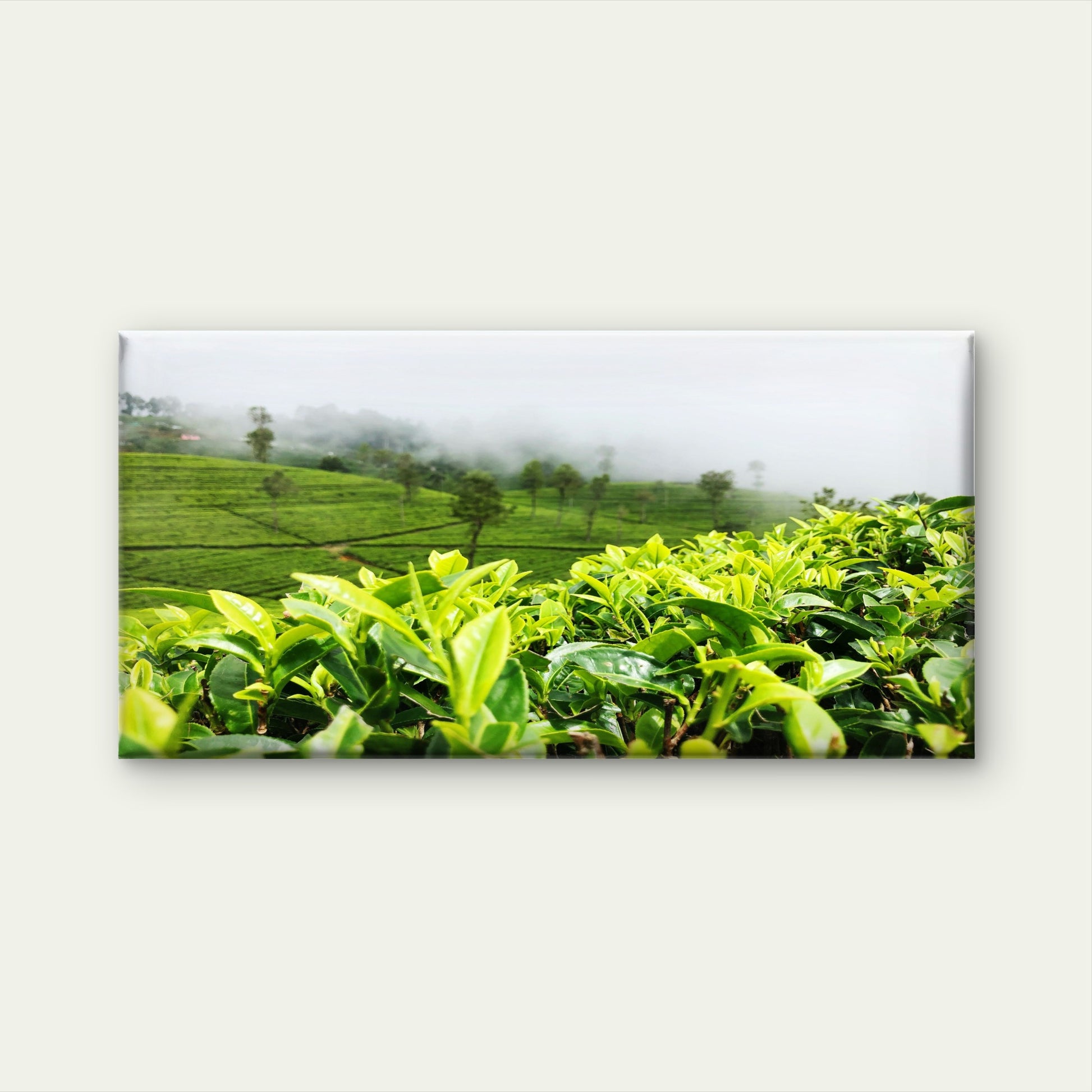 Green Tea Plantation View Wall Art Canvas Office Home Room Framed 120x60cm - Bella Home Decor