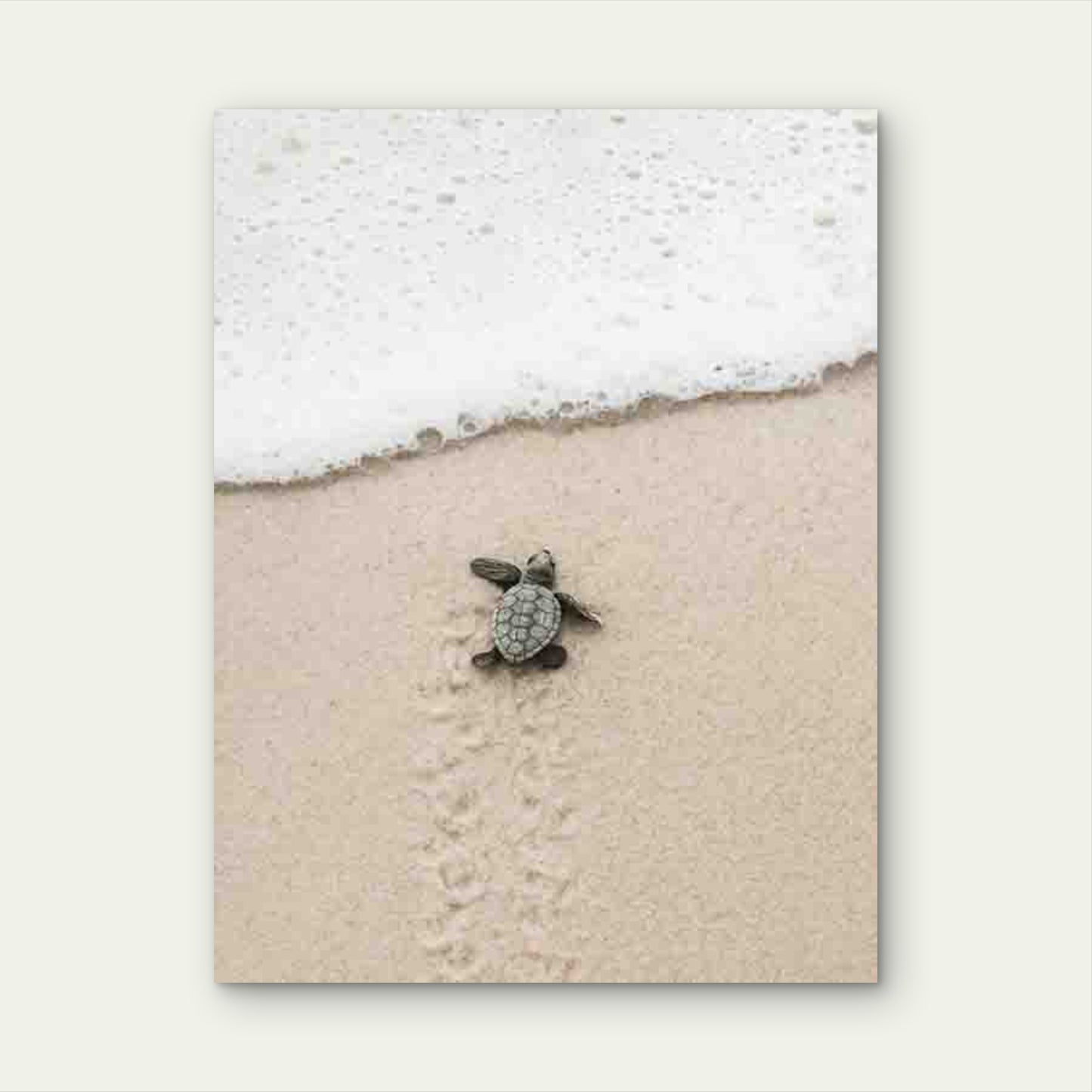 Design of a Baby Turtle 60x90cm Metal Print Ready to Hang - Bella Home Decor