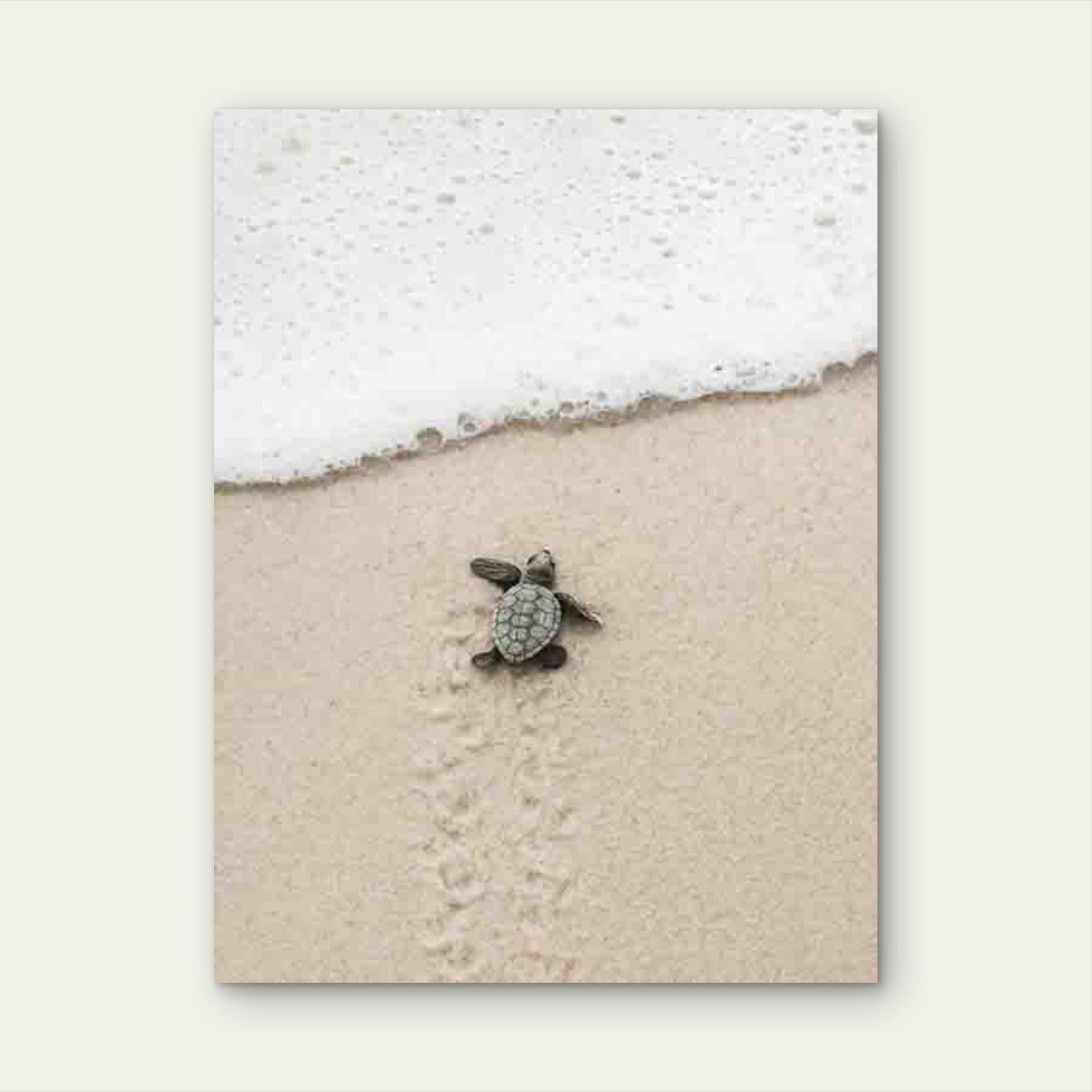 Design of a Baby Turtle 60x90cm Metal Print Ready to Hang - Bella Home Decor